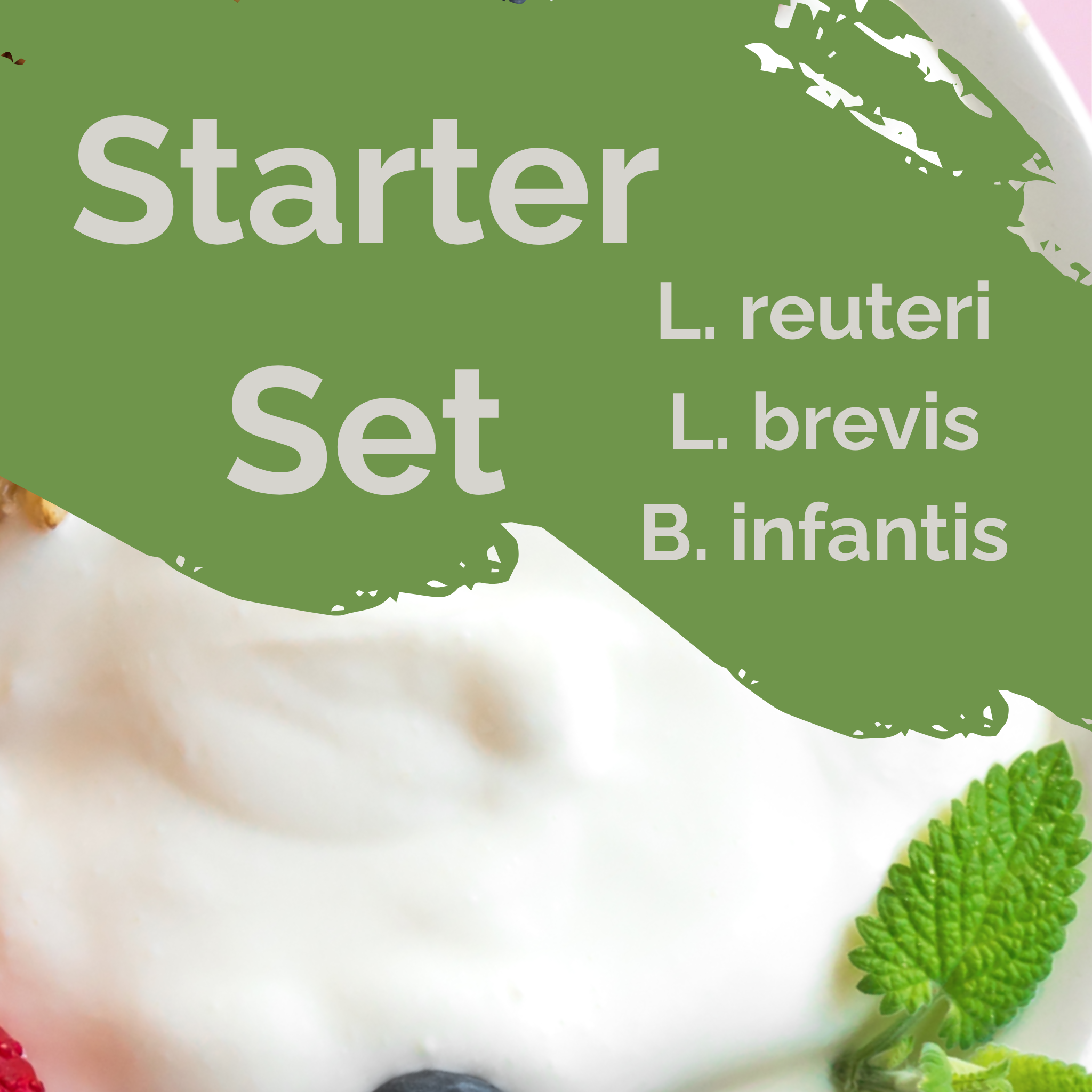 L. reuteri + L. brevis + B. infantis | Yogurt Starter Set | Gut Brain | Starter Cultures | Pack of 3